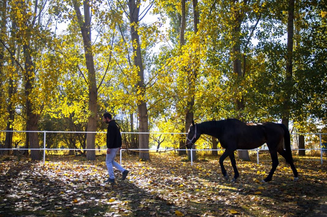 Konya'da şampiyon atların yetiştirildiği haralar, sonbaharla ayrı bir güzelliğe büründü 6