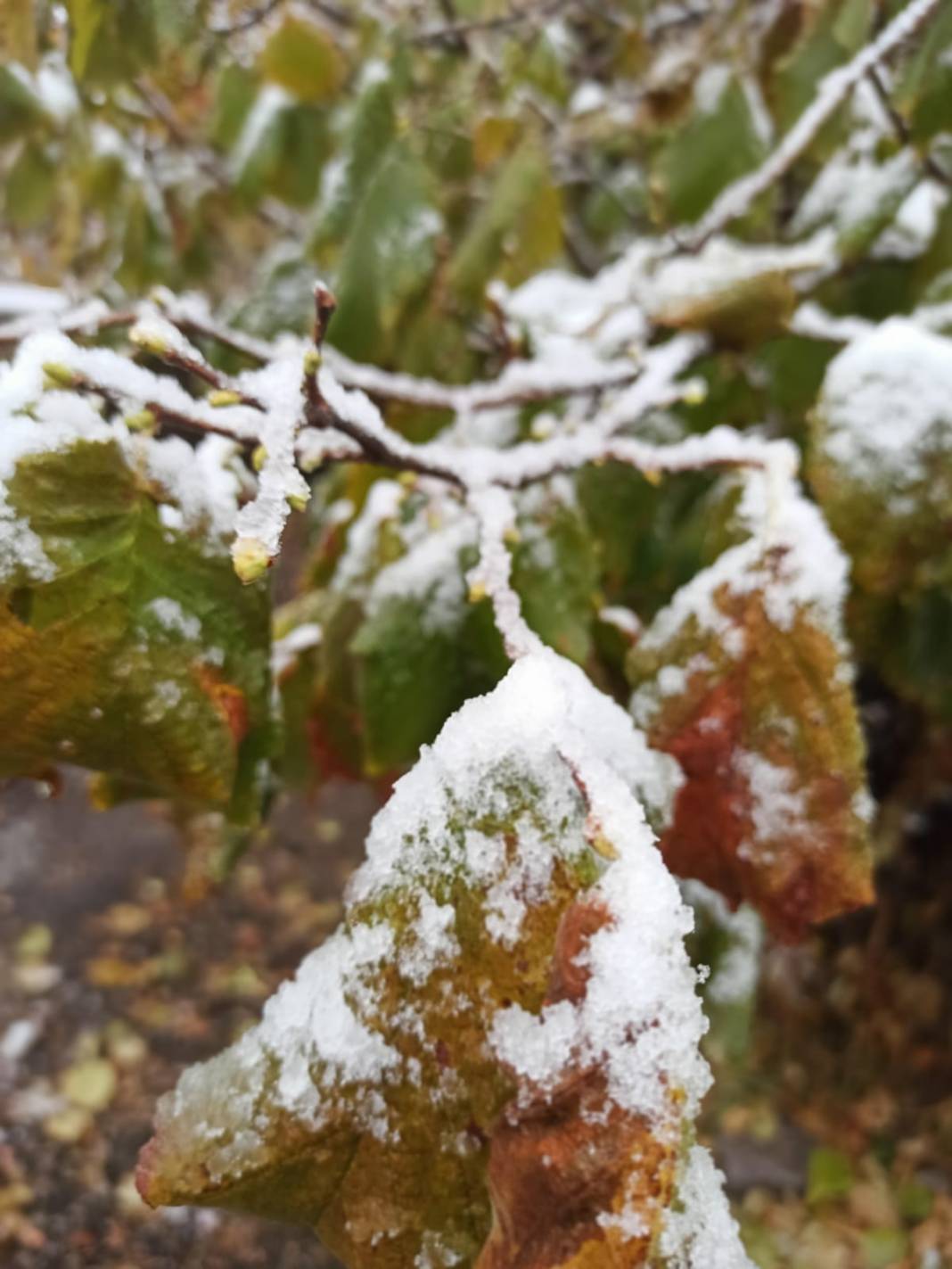 Konya'nın Seydişehir ilçesine mevsimin ilk karı yağdı 5