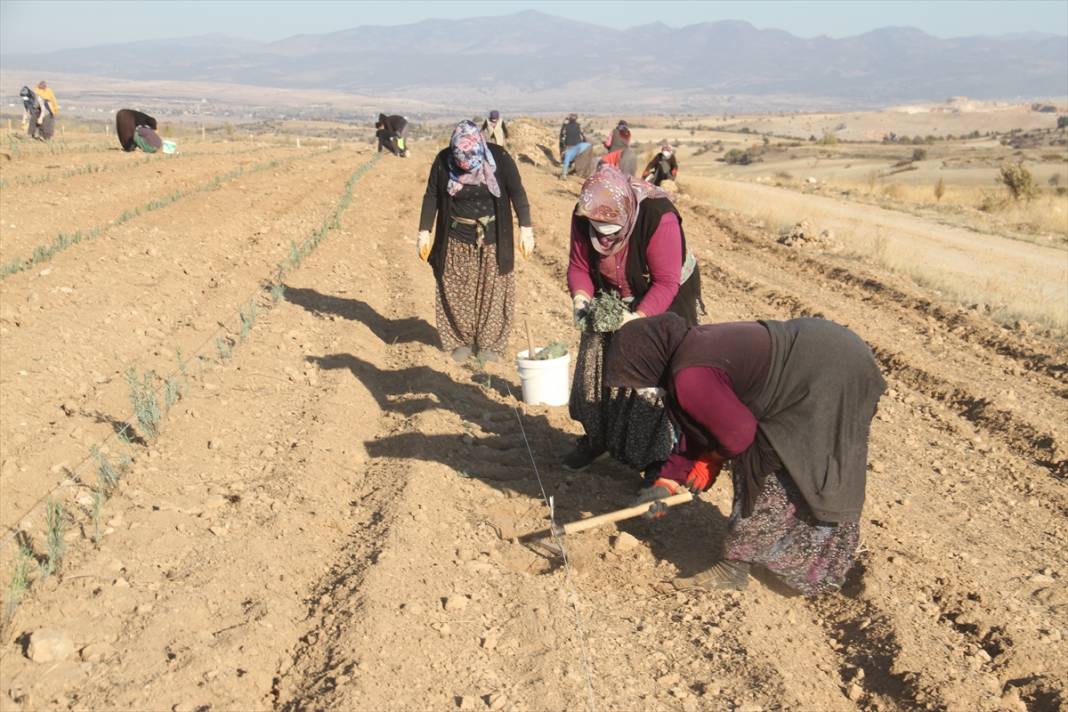 Konya'daki ata topraklarında devasa lavanta bahçesi kurdu 1