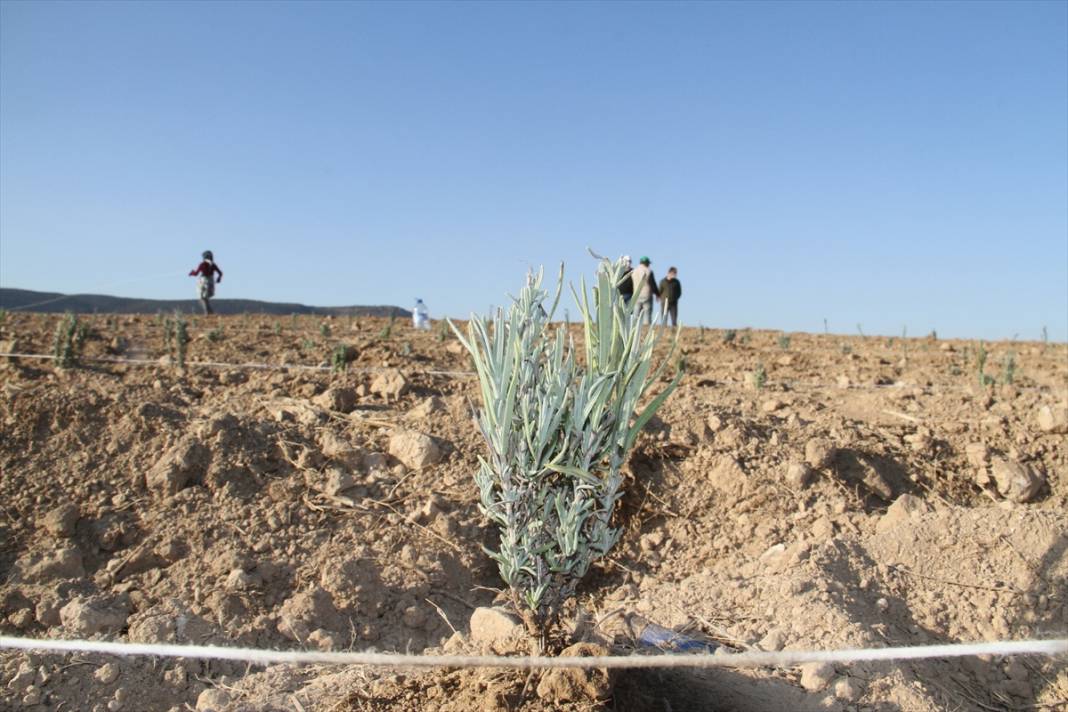 Konya'daki ata topraklarında devasa lavanta bahçesi kurdu 11
