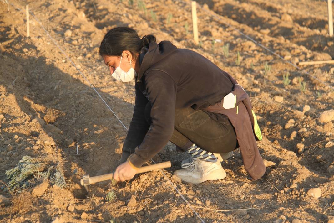 Konya'daki ata topraklarında devasa lavanta bahçesi kurdu 8