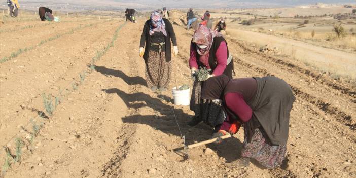 Konya'daki ata topraklarında devasa lavanta bahçesi kurdu