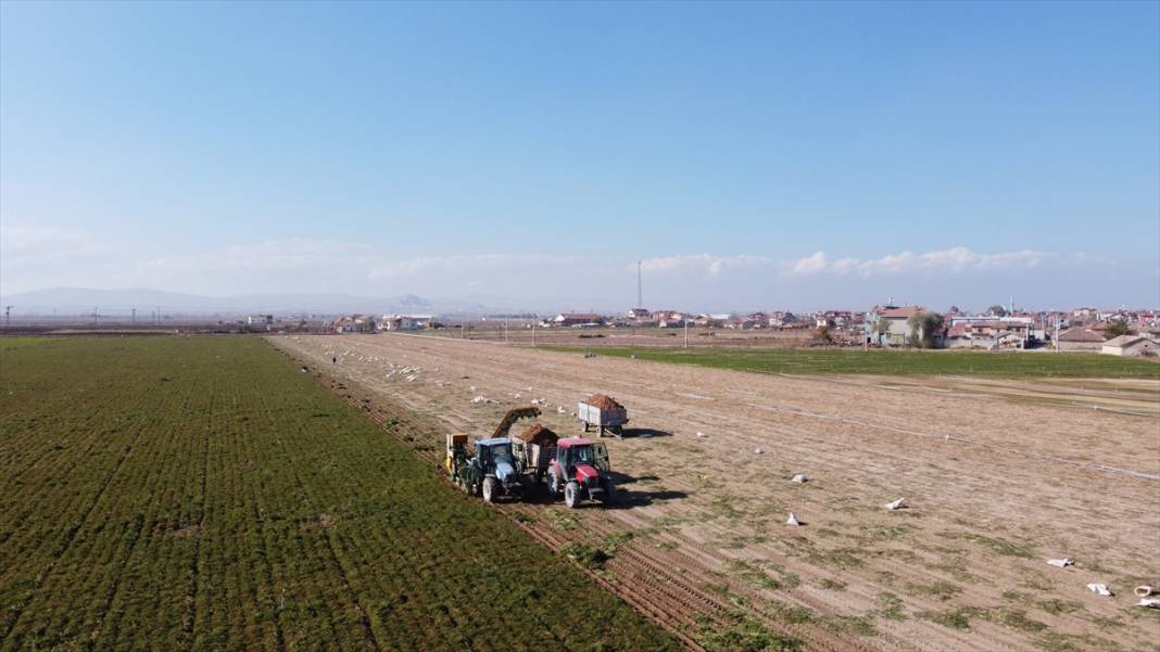 Türkiye'deki havucun yüzde 70'i Kaşınhanı'da üretiliyor 11