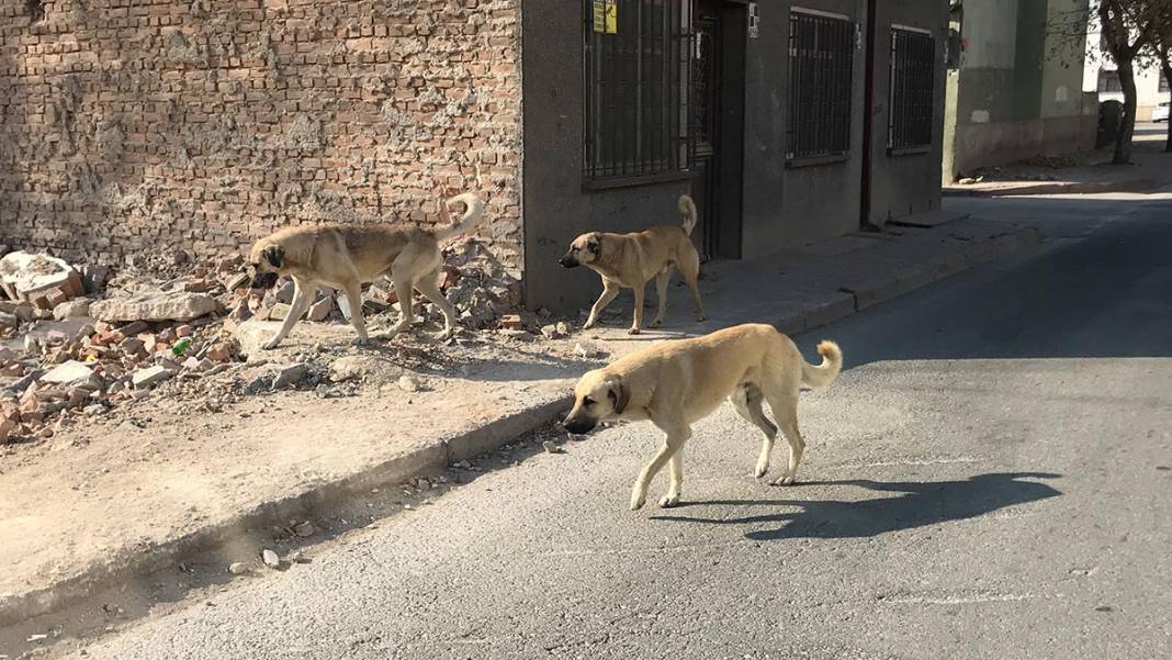 Konya sokakları, cadde ve kara yollarında sessizlik hakim 7