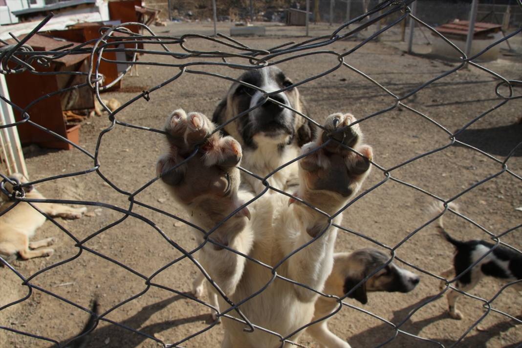 Konyalı kuaför açtığı barınakta 350 sokak köpeğinin bakımını üstleniyor 13