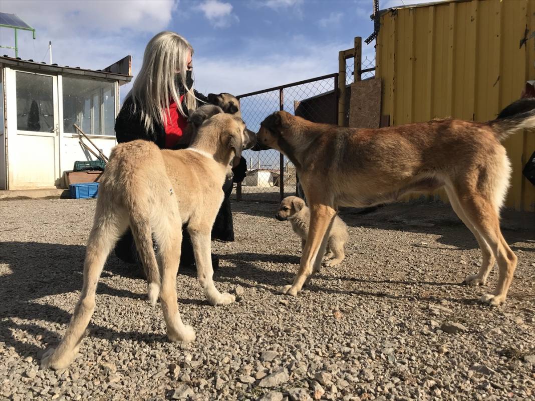 Konyalı kuaför açtığı barınakta 350 sokak köpeğinin bakımını üstleniyor 14