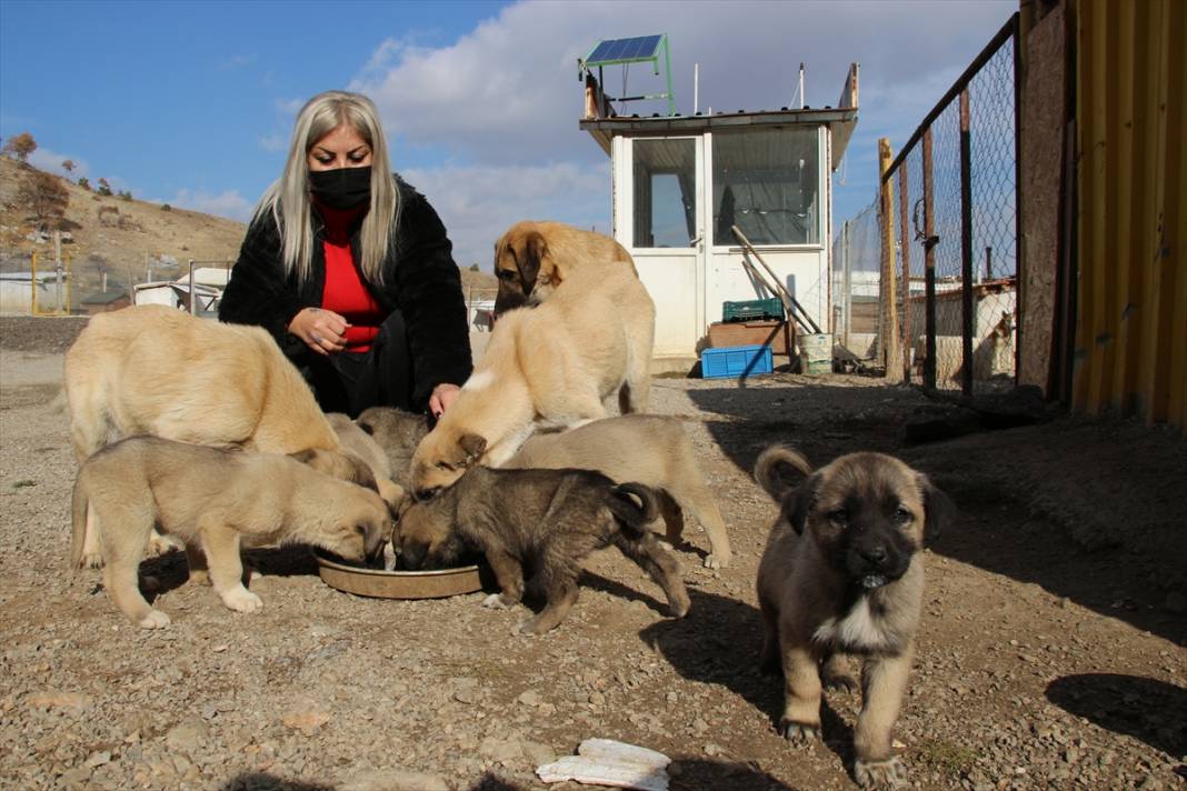 Konyalı kuaför açtığı barınakta 350 sokak köpeğinin bakımını üstleniyor 2