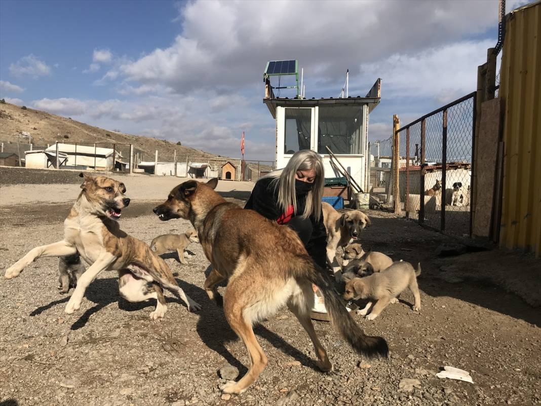 Konyalı kuaför açtığı barınakta 350 sokak köpeğinin bakımını üstleniyor 8