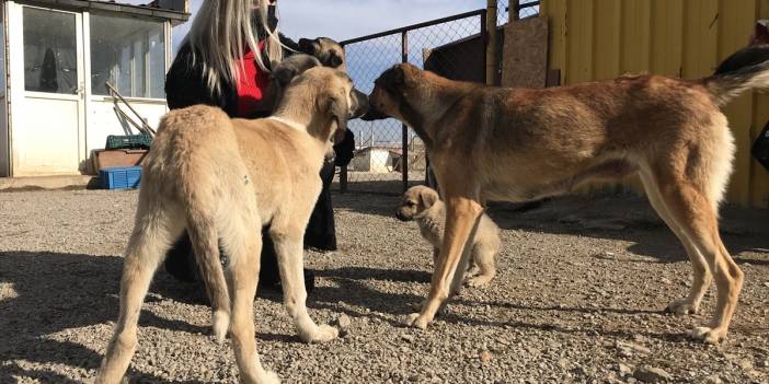 Konyalı kuaför açtığı barınakta 350 sokak köpeğinin bakımını üstleniyor