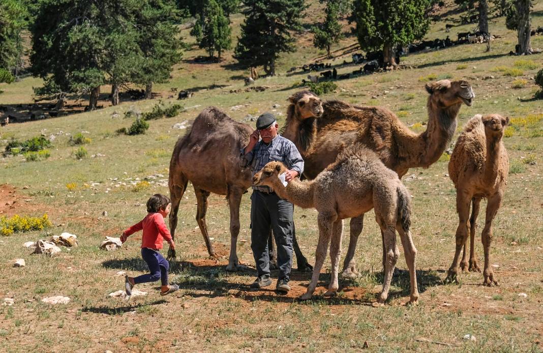 Sarıkeçili Yörüklerinin develer ve keçilerle Konya’ya zorlu göç yolculuğu 1