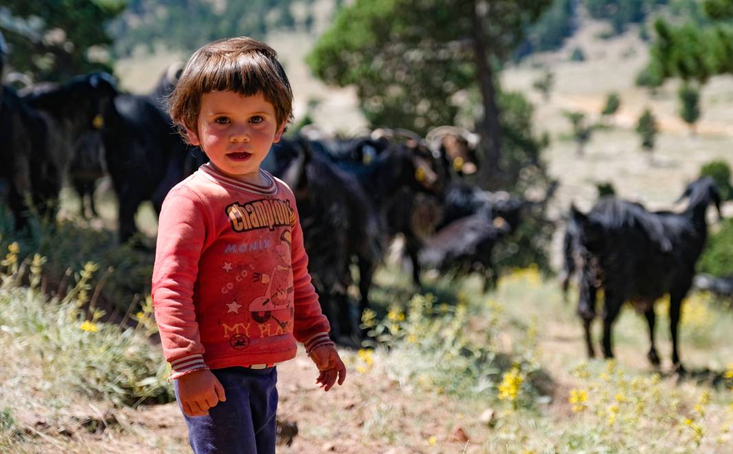 Sarıkeçili Yörüklerinin develer ve keçilerle Konya’ya zorlu göç yolculuğu 2