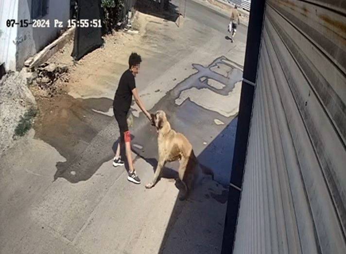 Sokak köpeği kendini besleyen çocuğa saldırdı! Olay anı kamerada 1