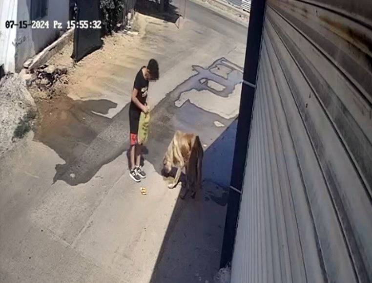 Sokak köpeği kendini besleyen çocuğa saldırdı! Olay anı kamerada 2