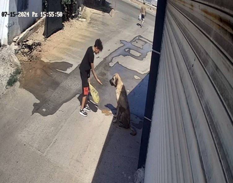 Sokak köpeği kendini besleyen çocuğa saldırdı! Olay anı kamerada 4