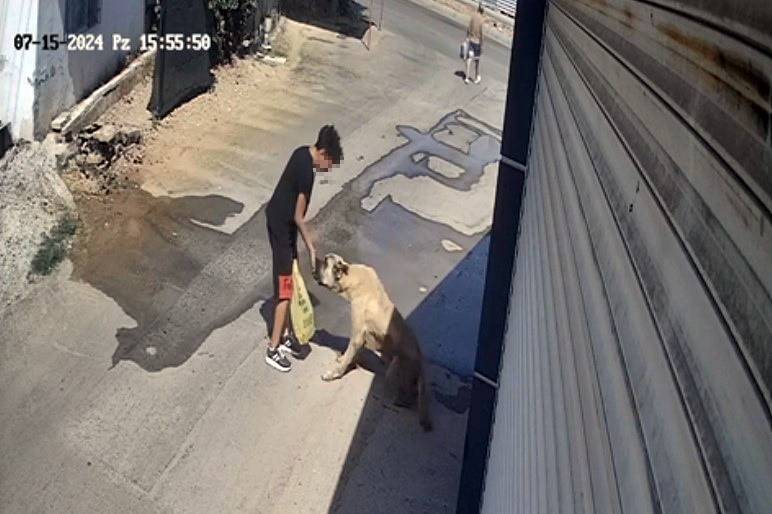 Sokak köpeği kendini besleyen çocuğa saldırdı! Olay anı kamerada 5