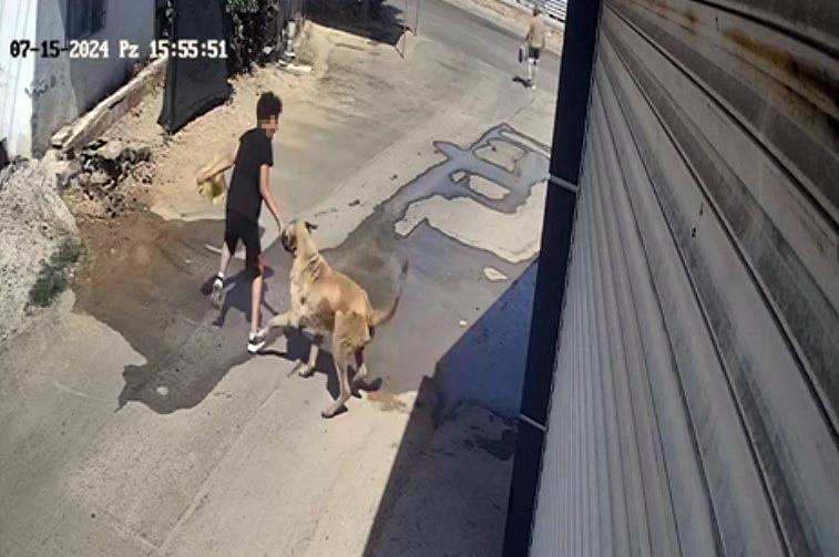Sokak köpeği kendini besleyen çocuğa saldırdı! Olay anı kamerada 6