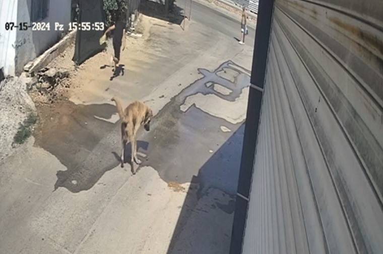 Sokak köpeği kendini besleyen çocuğa saldırdı! Olay anı kamerada 7