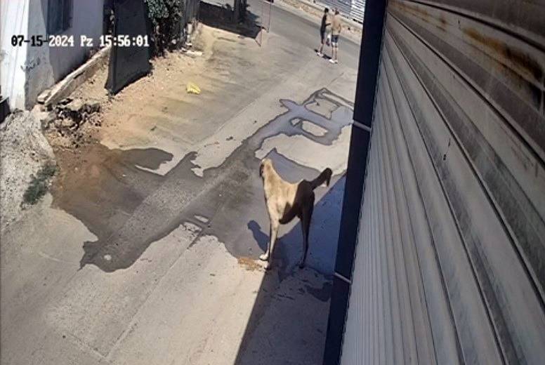 Sokak köpeği kendini besleyen çocuğa saldırdı! Olay anı kamerada 8