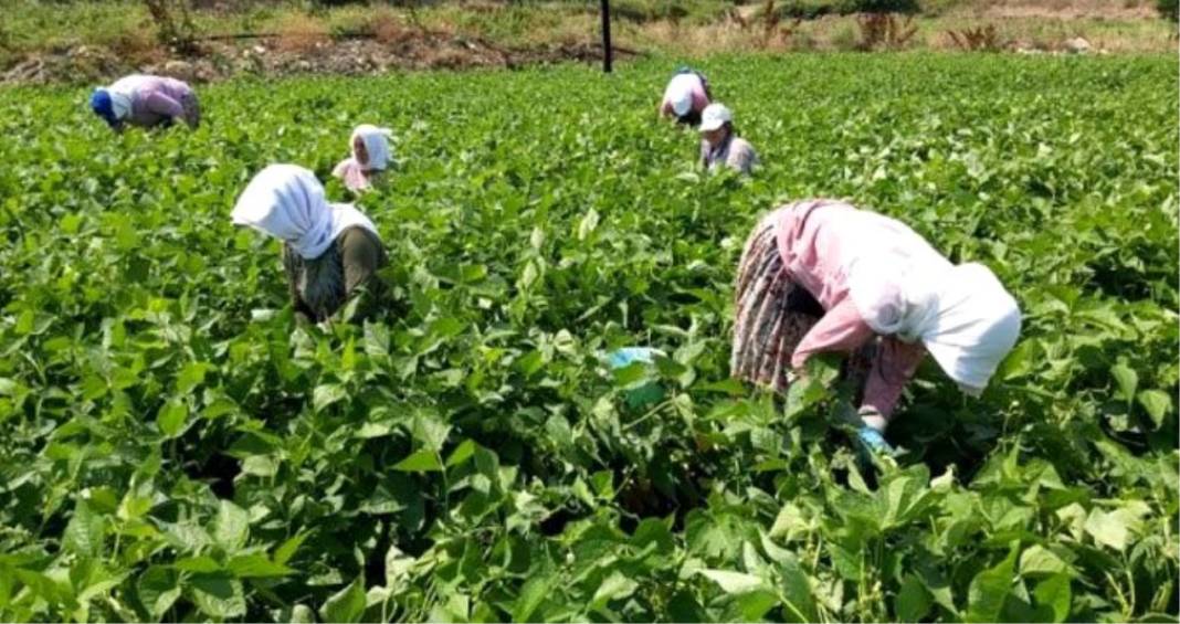 Pazarda fasulyenin fiyatını gören gözlerine inanamıyor 4