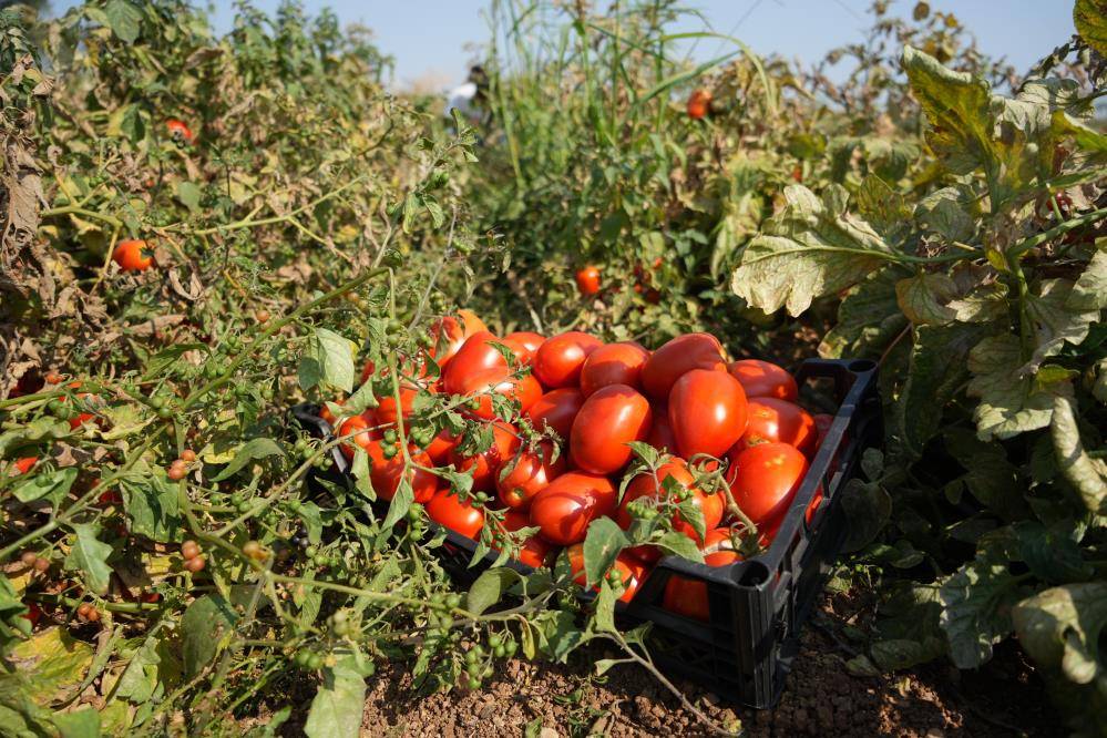 Tarlada 1, markette 38 lira olunca sosyal medyadan herkesi çağırıp bedava dağıttı 3