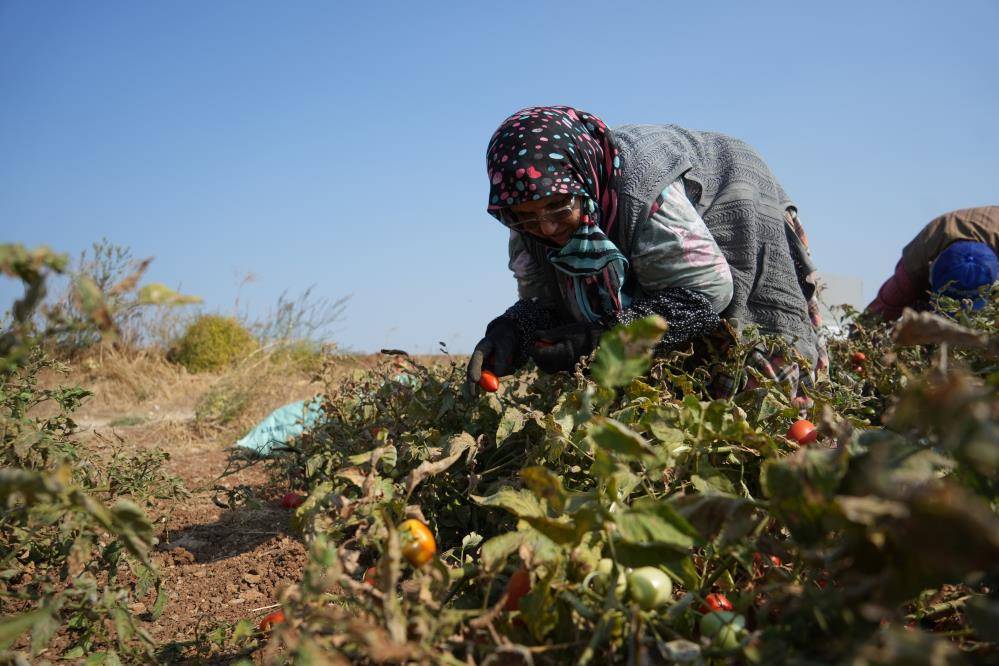 Tarlada 1, markette 38 lira olunca sosyal medyadan herkesi çağırıp bedava dağıttı 11