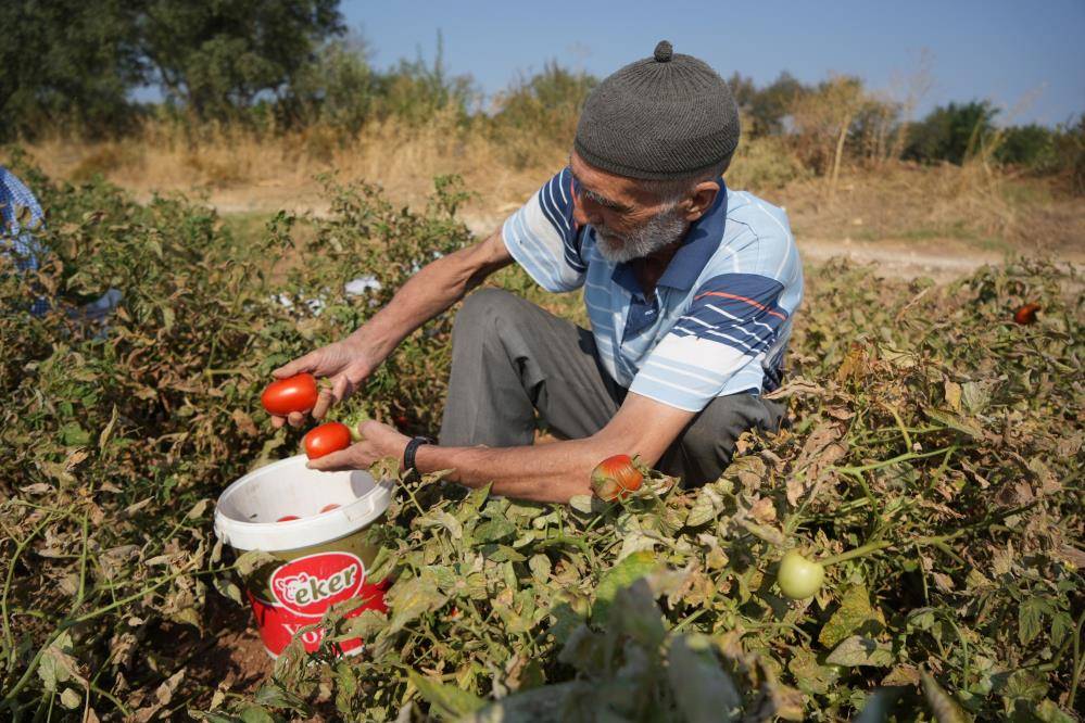 Tarlada 1, markette 38 lira olunca sosyal medyadan herkesi çağırıp bedava dağıttı 9