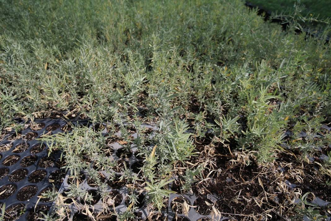 Eskişehir’de üretildi, Konya’da toprakla buluştu 4