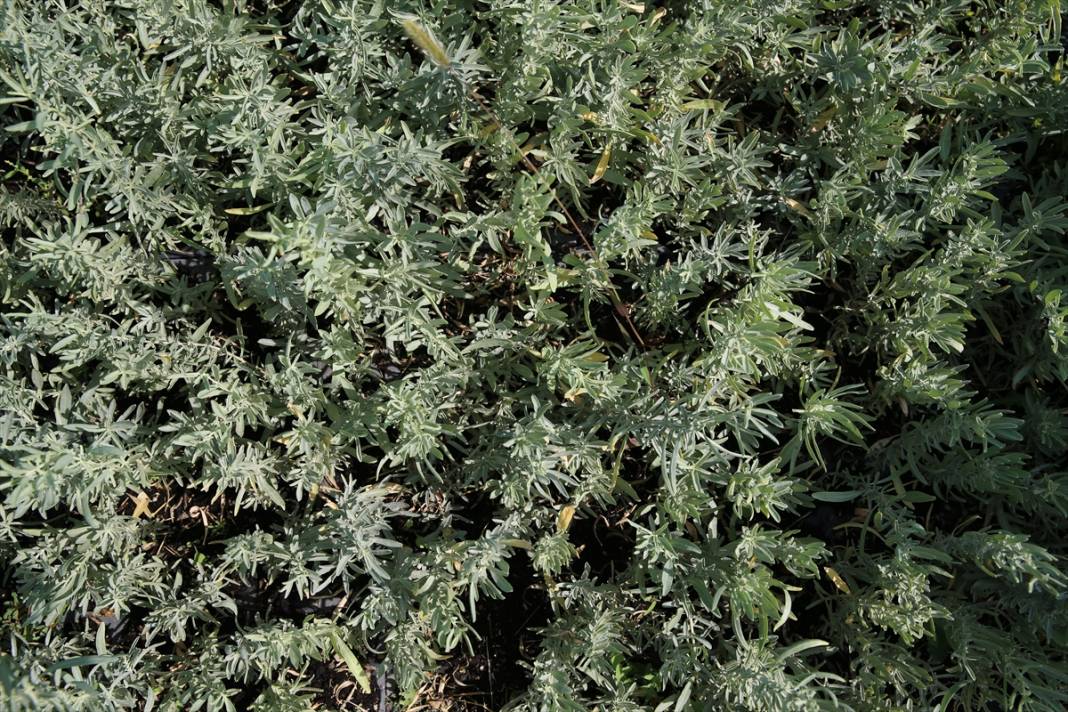 Eskişehir’de üretildi, Konya’da toprakla buluştu 1