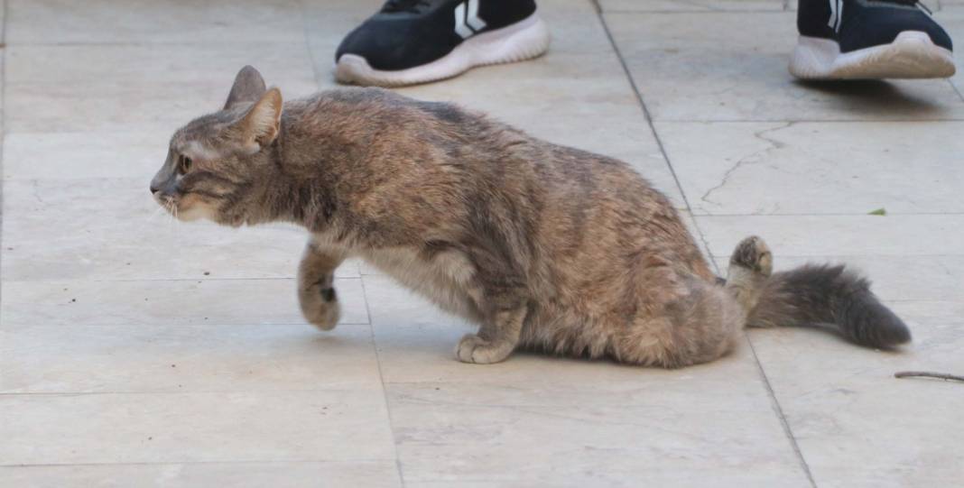 7’nci kattan düşüp felç kalan kedisine yaptığıyla gönülleri fethetti 9