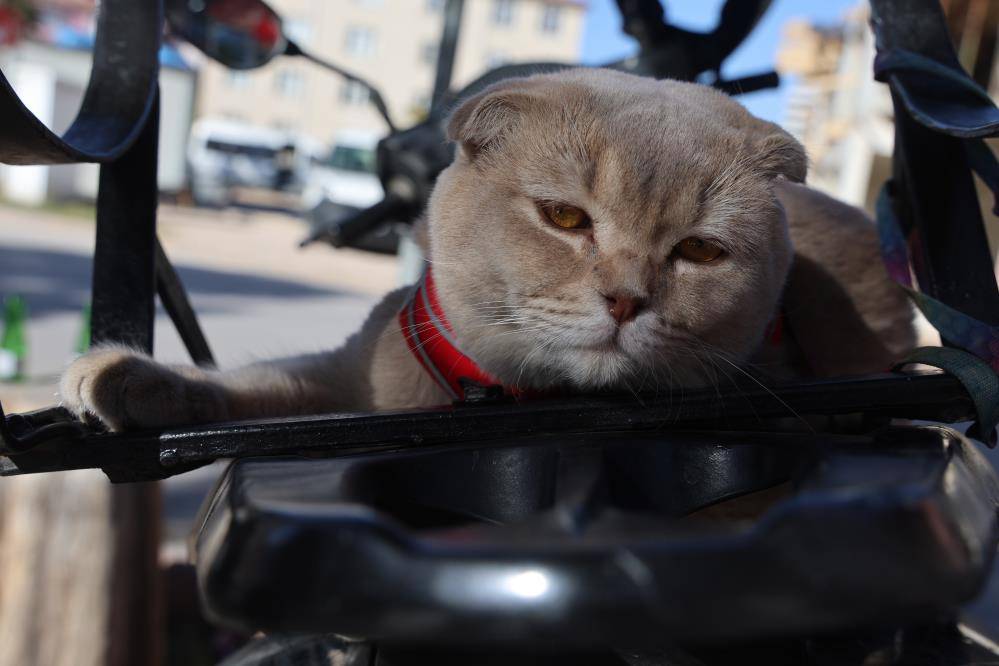 Konya’nın kedili tüpçüsü! Mesaiyi motosiklette tamamlıyor 6