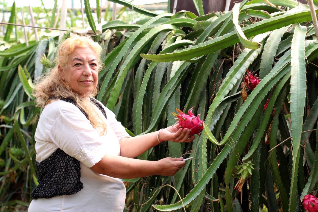 150 fideyle Ejder Meyvesi yetiştirmeye başladılar, şimdi yurtdışına gönderiyorlar 3