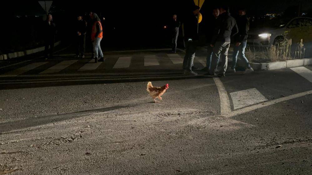 7 bin tavuk taşıyan TIR devrildi 12