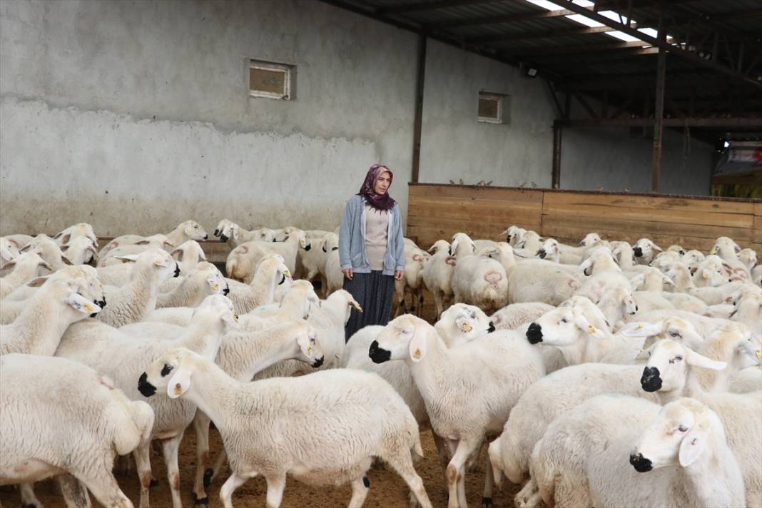 20 koyunla besiciliğe başladı, hayvan sayısını 400'e çıkardı 8