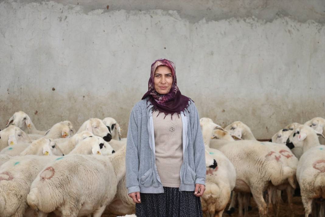 20 koyunla besiciliğe başladı, hayvan sayısını 400'e çıkardı 9