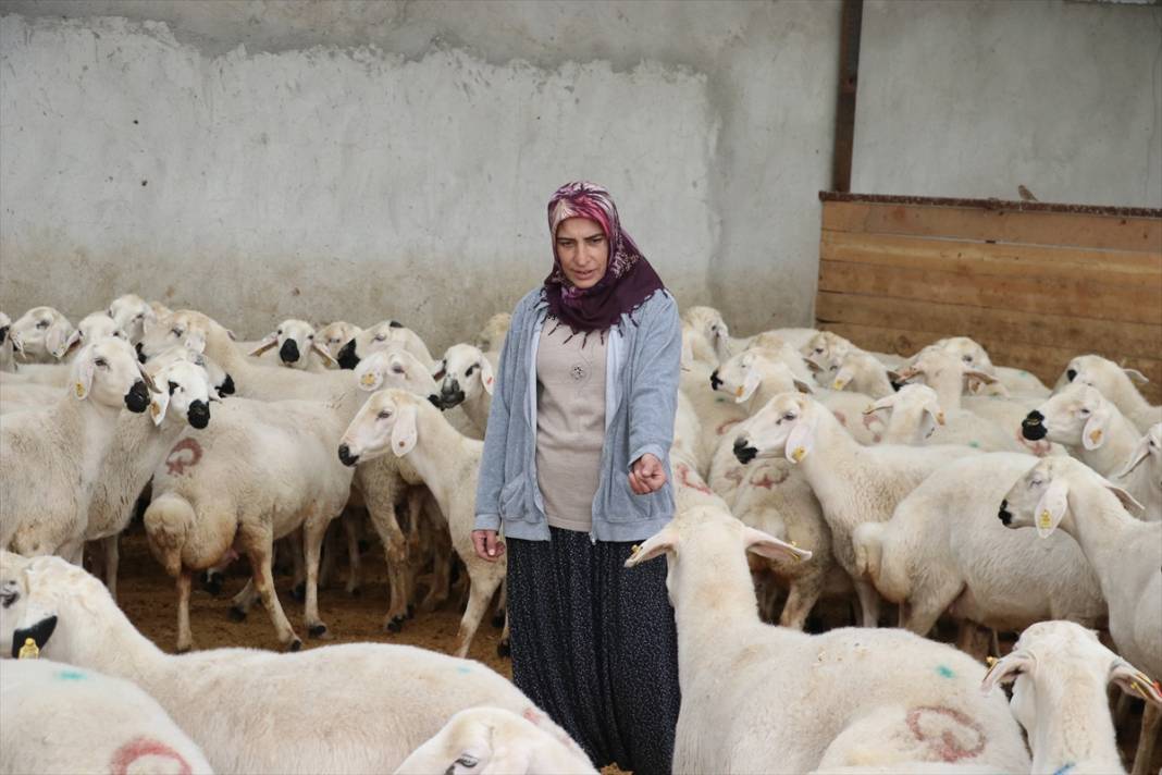 20 koyunla besiciliğe başladı, hayvan sayısını 400'e çıkardı 7