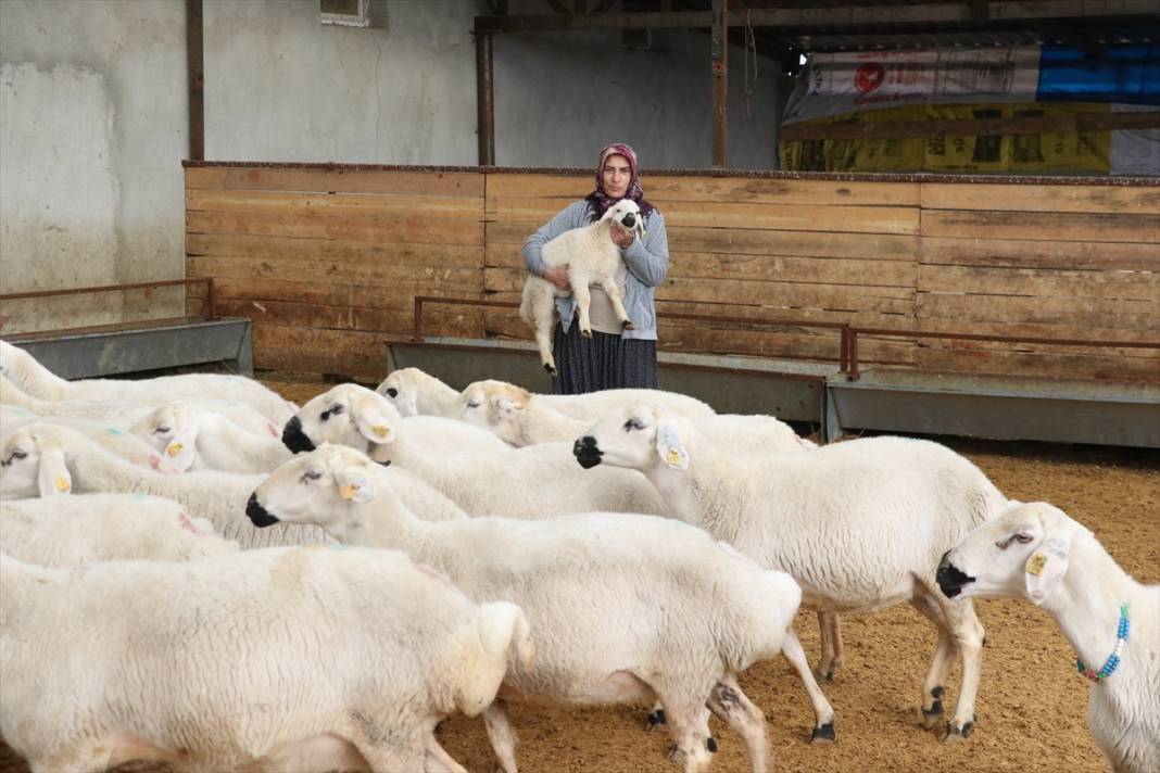 20 koyunla besiciliğe başladı, hayvan sayısını 400'e çıkardı 5