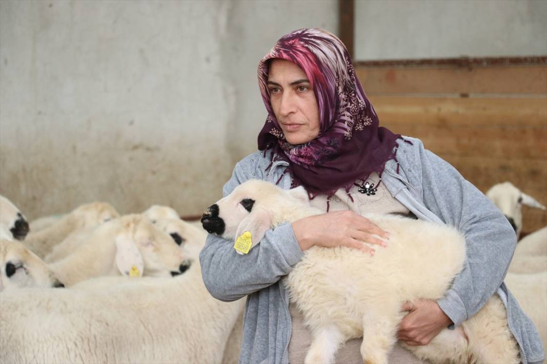 20 koyunla besiciliğe başladı, hayvan sayısını 400'e çıkardı 3