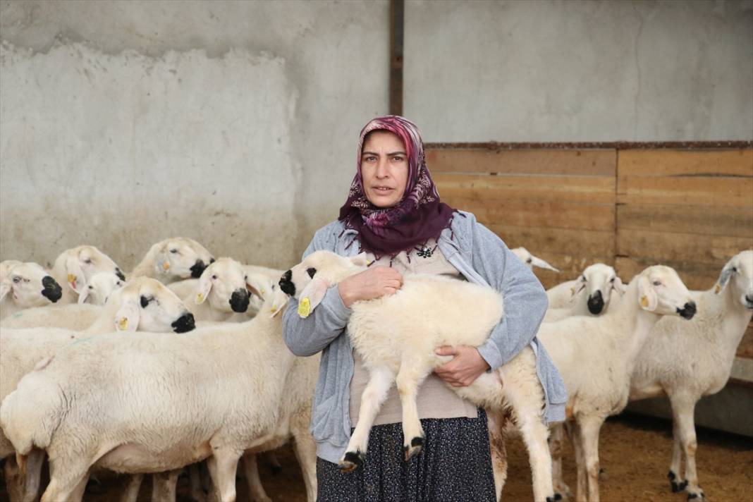 20 koyunla besiciliğe başladı, hayvan sayısını 400'e çıkardı 2