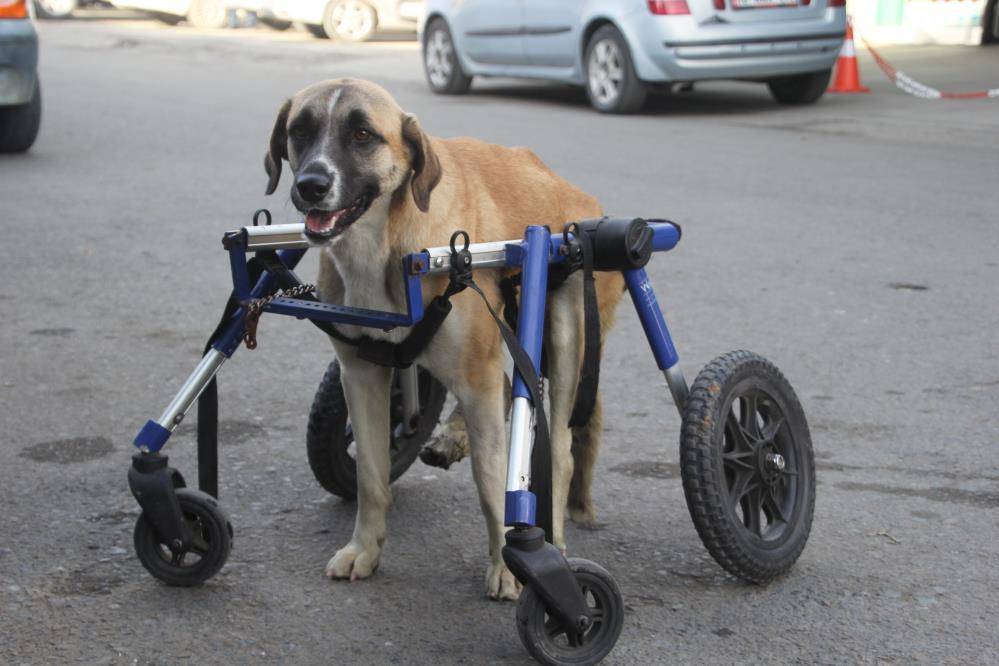 Oto tamircisi, sakat kalan köpeğini yeniden hayata bağladı 2