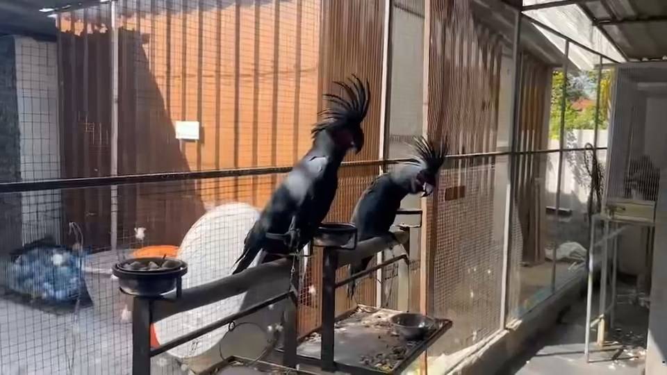 İstanbul Havalimanı'nda kurtarılan yavru goril için baskın düzenlendi 2