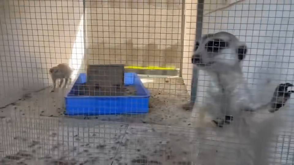 İstanbul Havalimanı'nda kurtarılan yavru goril için baskın düzenlendi 3