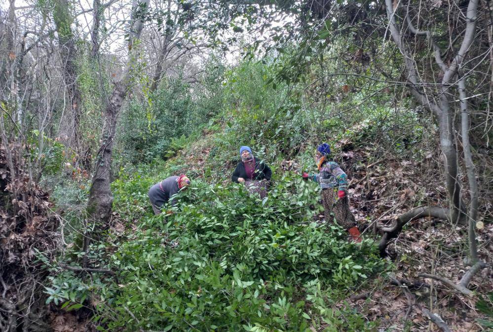 Kendiliğinden yetişen bu ağaç onlarca ailenin geçim kaynağı oldu 2