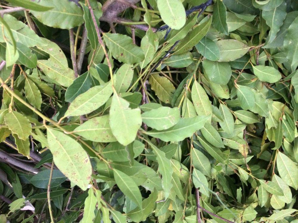 Kendiliğinden yetişen bu ağaç onlarca ailenin geçim kaynağı oldu 7