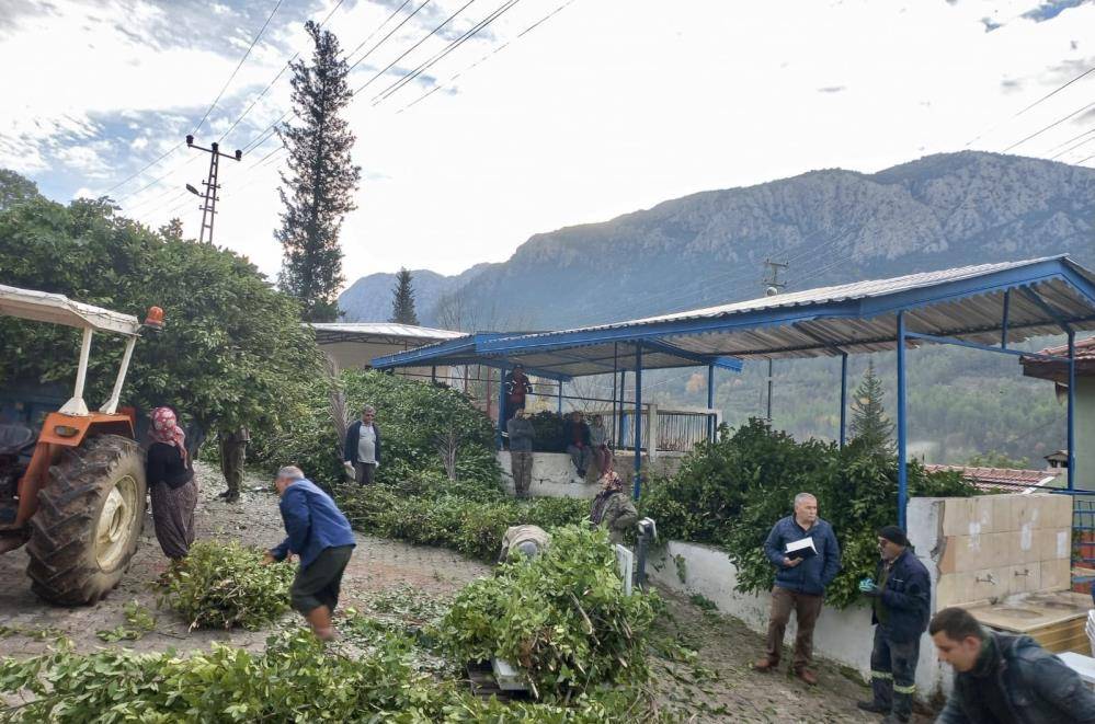 Kendiliğinden yetişen bu ağaç onlarca ailenin geçim kaynağı oldu 6