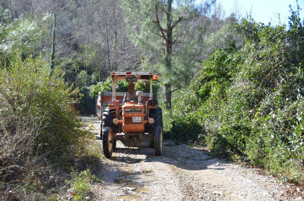 Kendiliğinden yetişen bu ağaç onlarca ailenin geçim kaynağı oldu 4
