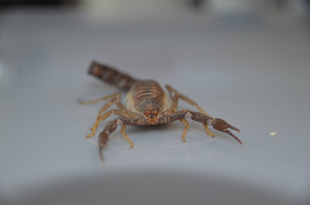 Konya’dan literatüre yeni bir akrep! Soyadını verdi 2