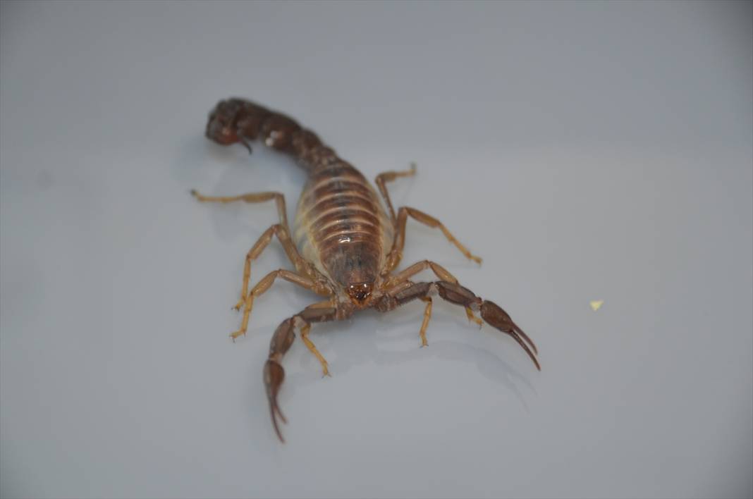 Konya’dan literatüre yeni bir akrep! Soyadını verdi 3