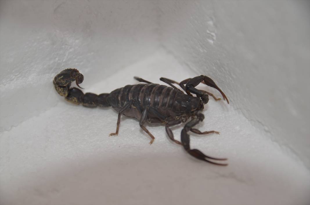 Konya’dan literatüre yeni bir akrep! Soyadını verdi 7