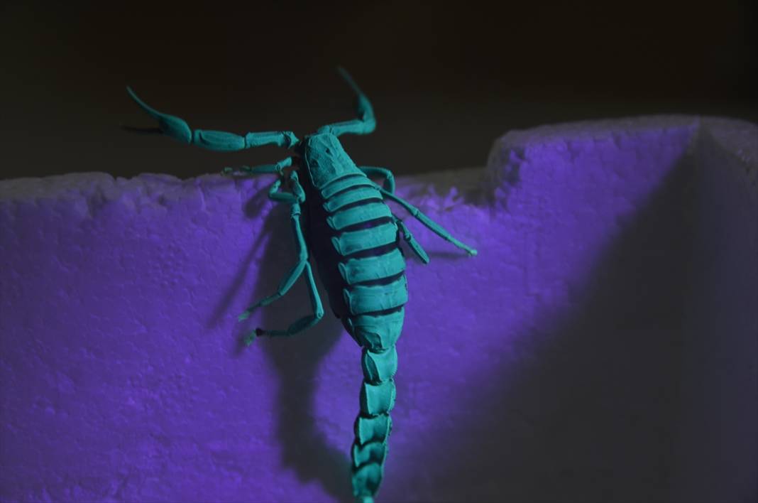 Konya’dan literatüre yeni bir akrep! Soyadını verdi 9