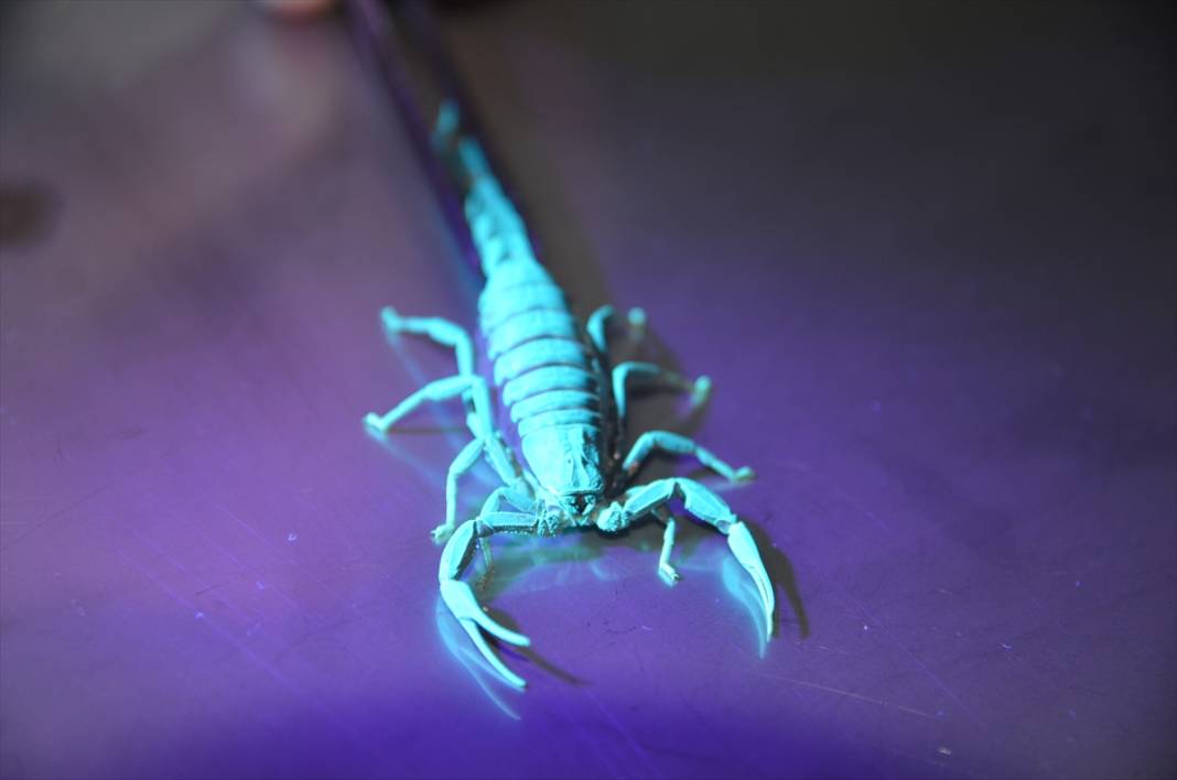 Konya’dan literatüre yeni bir akrep! Soyadını verdi 8